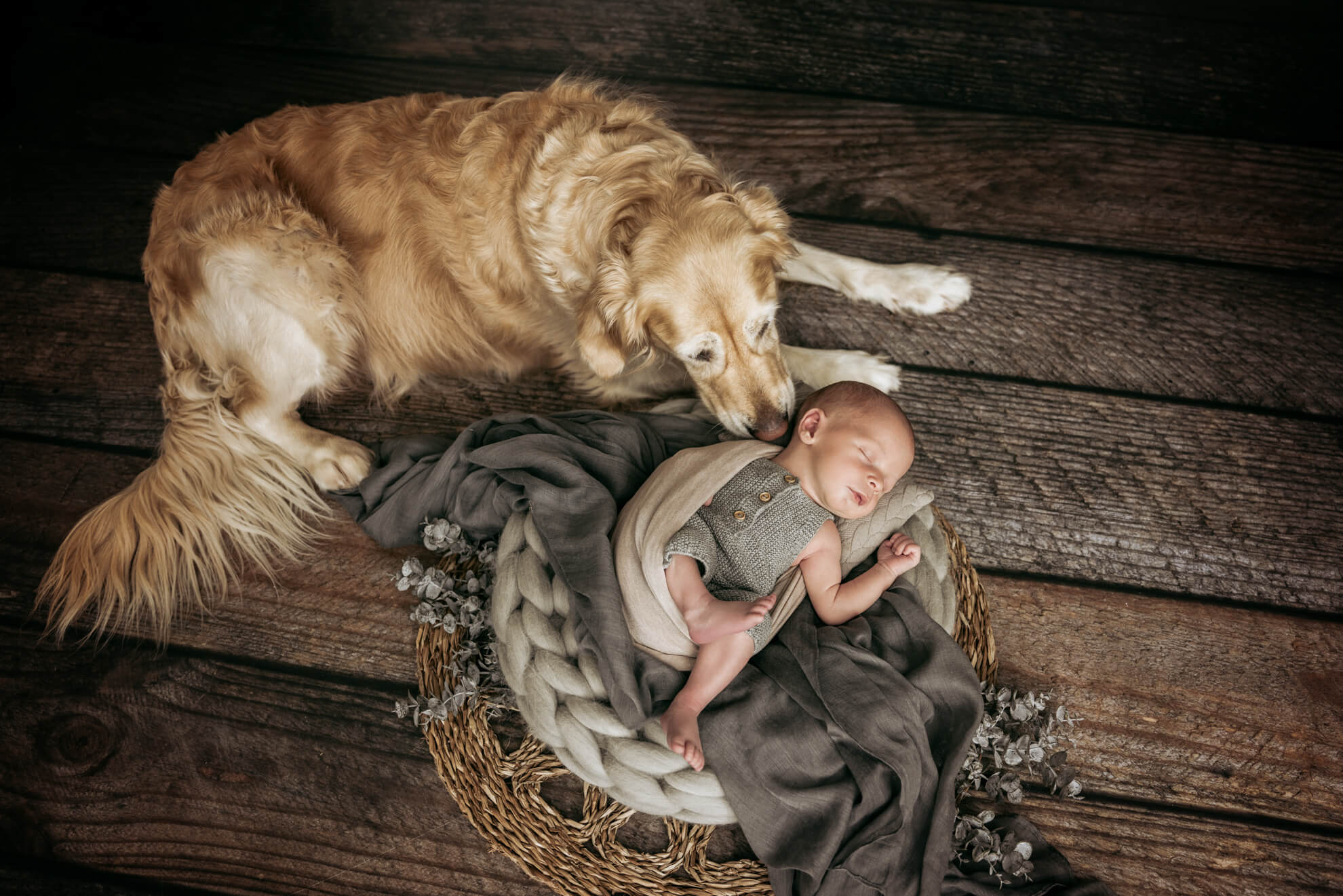 Newborn Haustier Hund Shooting Bildgefühle Odenwald